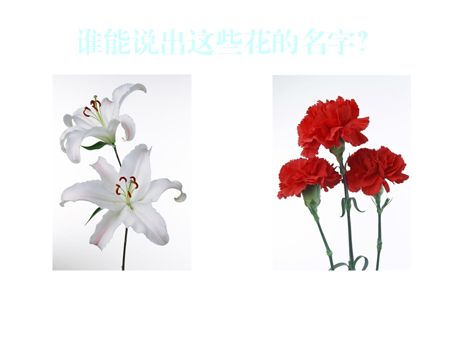 生活与艺术中的花.ppt_第3页