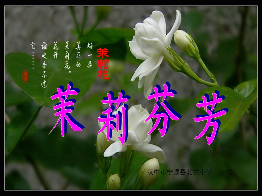 茉莉花课件.ppt_第1页