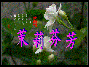 茉莉花课件.ppt