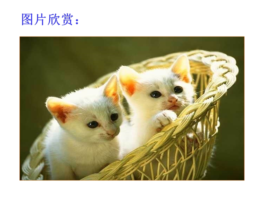 郑振铎《猫》课件(31页).ppt_第1页