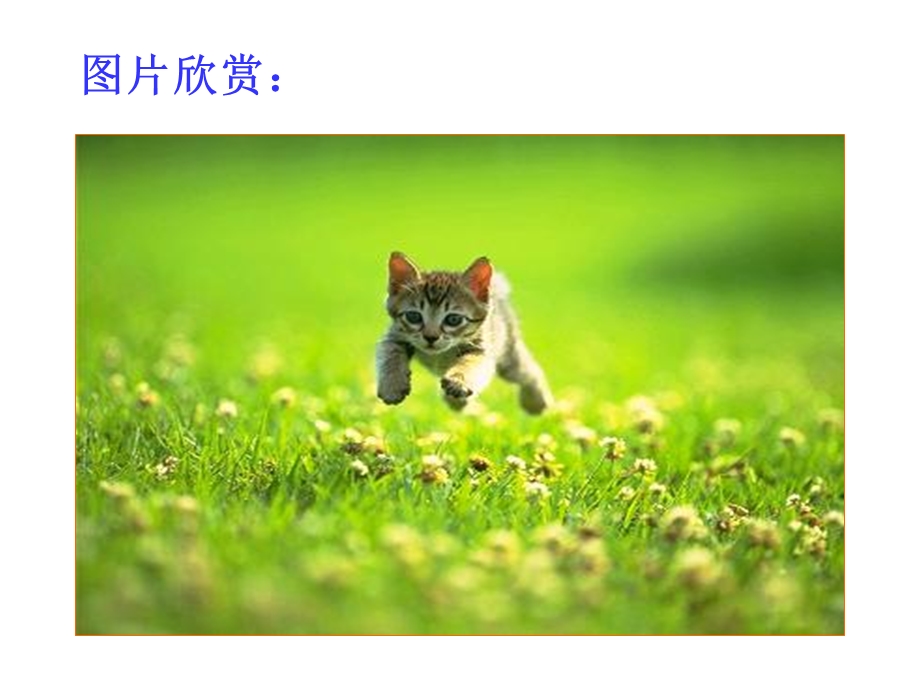 郑振铎《猫》课件(31页).ppt_第3页