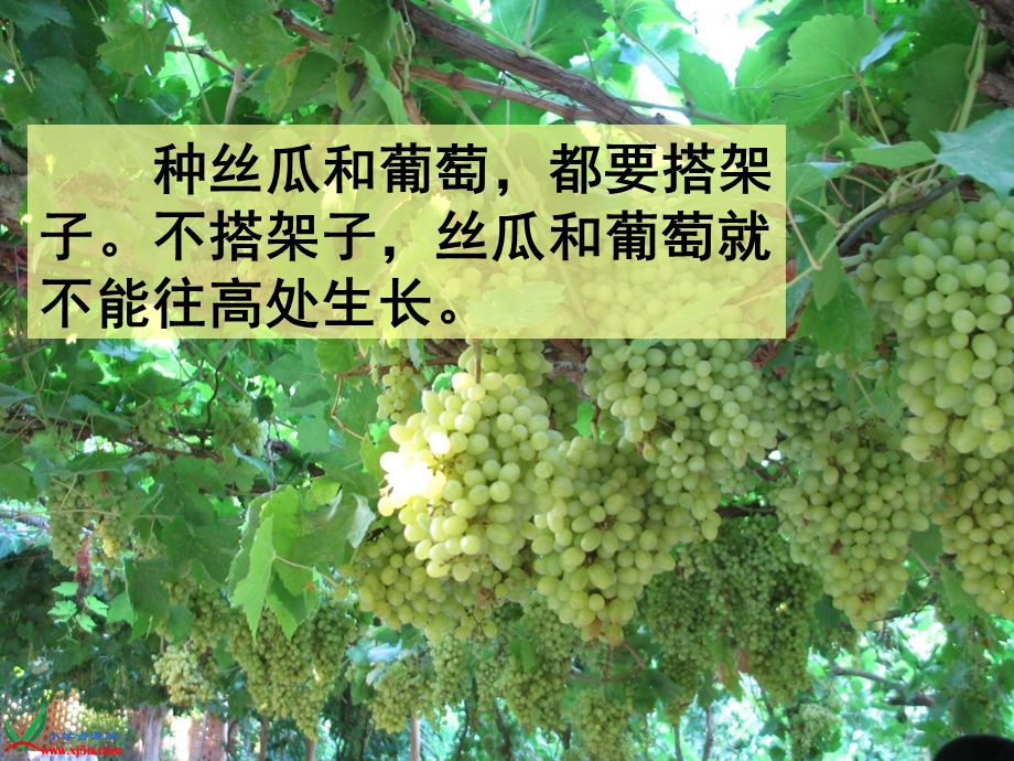 爬山虎的脚 (5).ppt_第1页