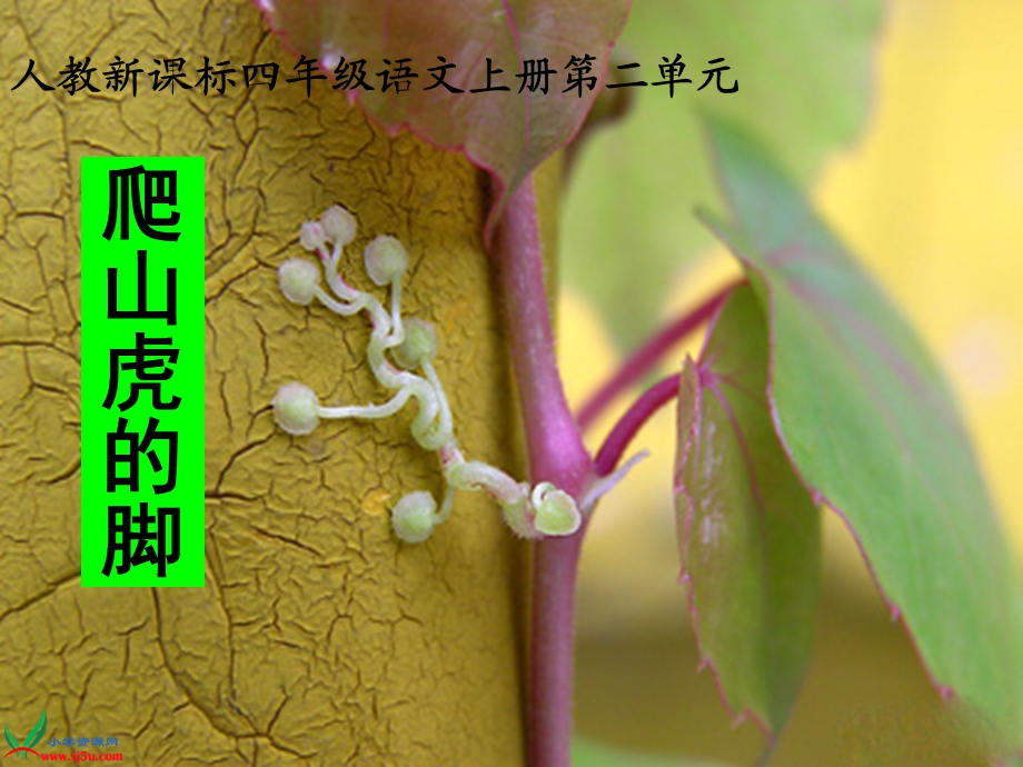 爬山虎的脚 (5).ppt_第3页