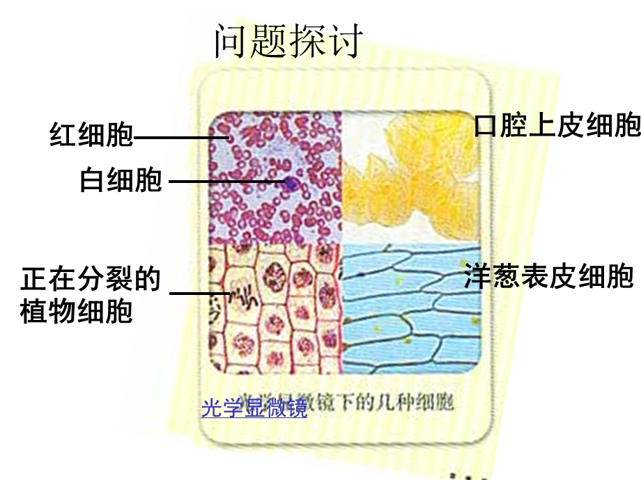 王——细胞的多样性与统一性.ppt_第2页