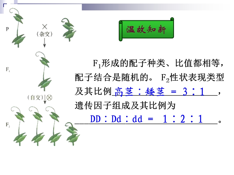 2016年秋++高二生物++人教版++必修2+++12++孟德尔的豌豆杂交实验（二）以及遗传定律中计算和解题策略+（共46张PPT）.ppt_第2页