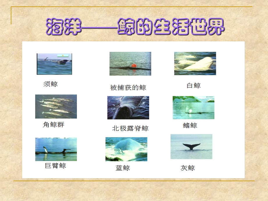 陈艳娣《09鲸》PPT课件.ppt_第3页