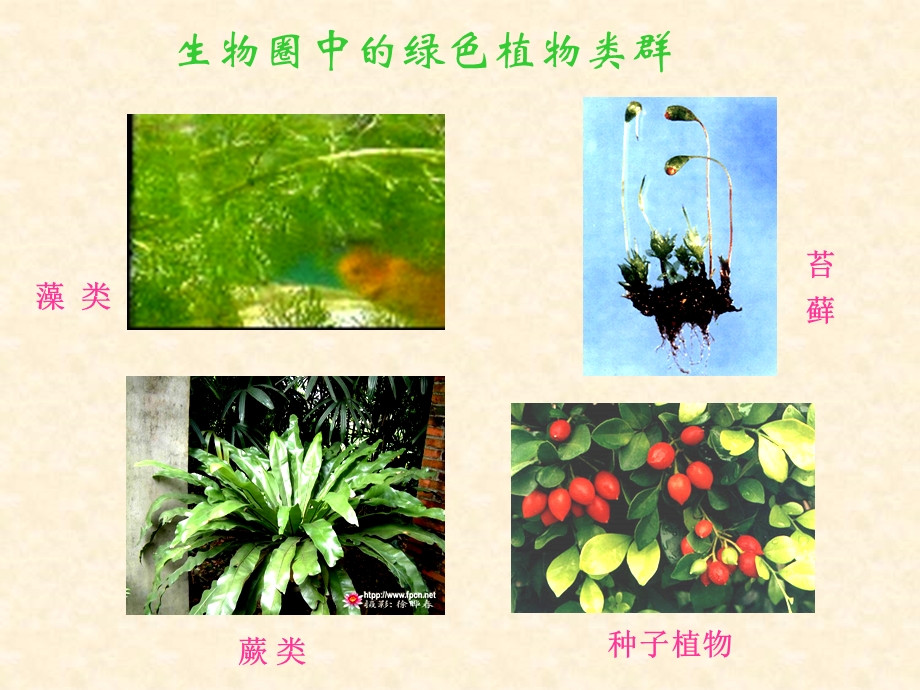 藻类,蕨类,苔藓植物(授课).ppt_第2页