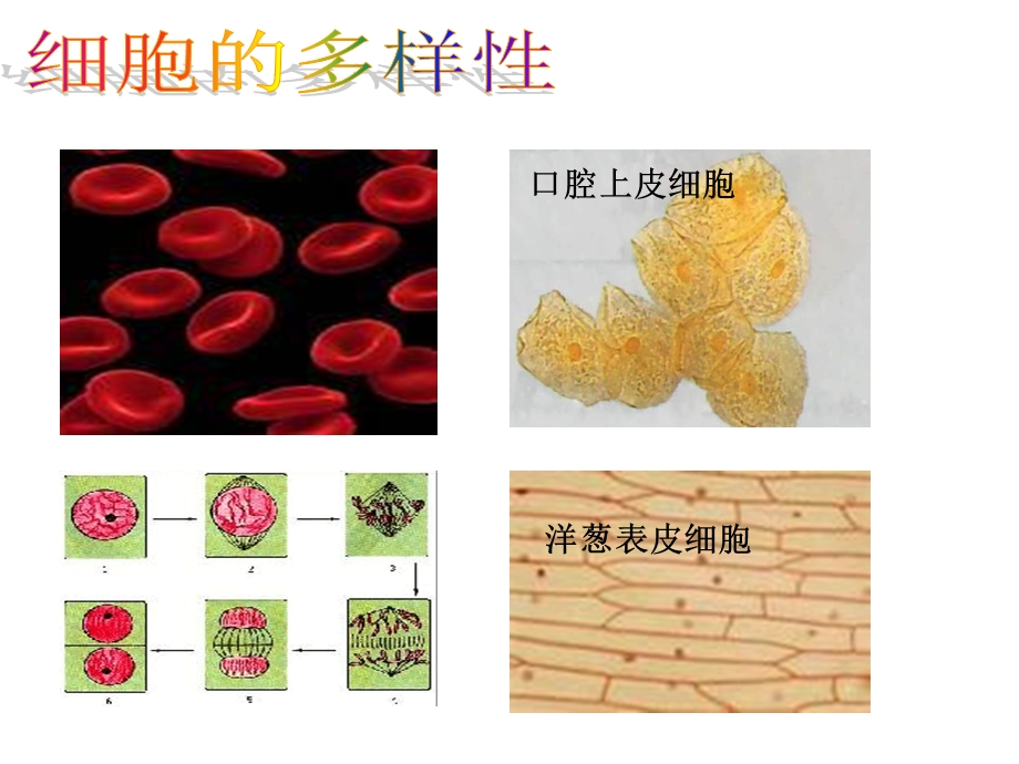 细胞的多样性和统一性.ppt_第2页