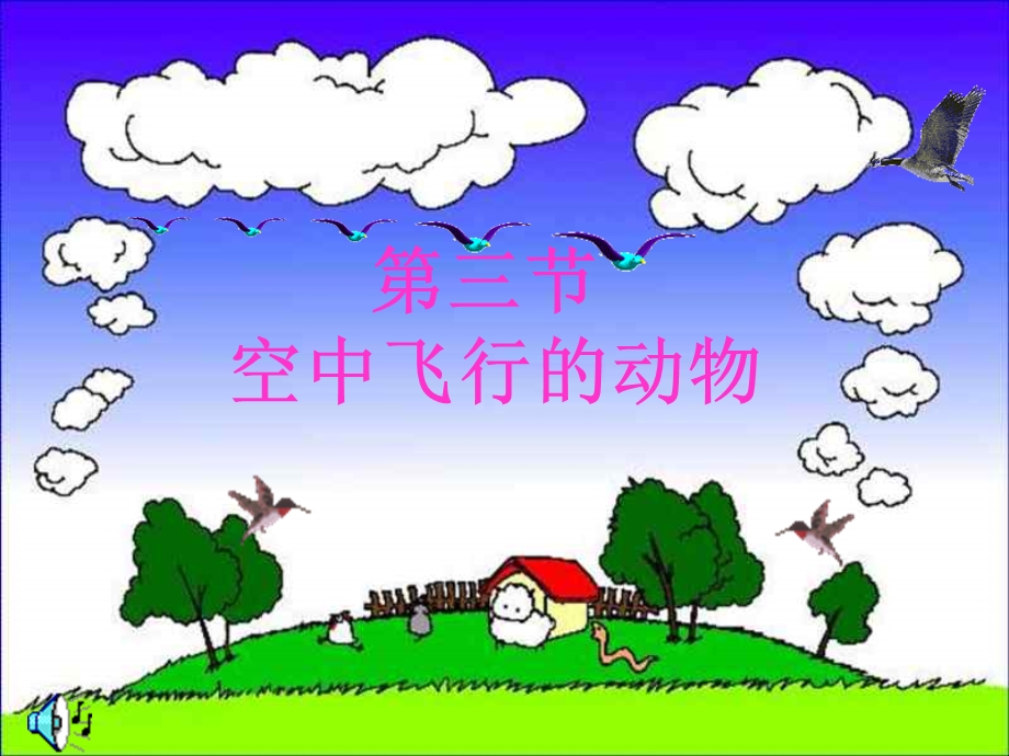 空中飞行的动物---鸟.ppt_第1页