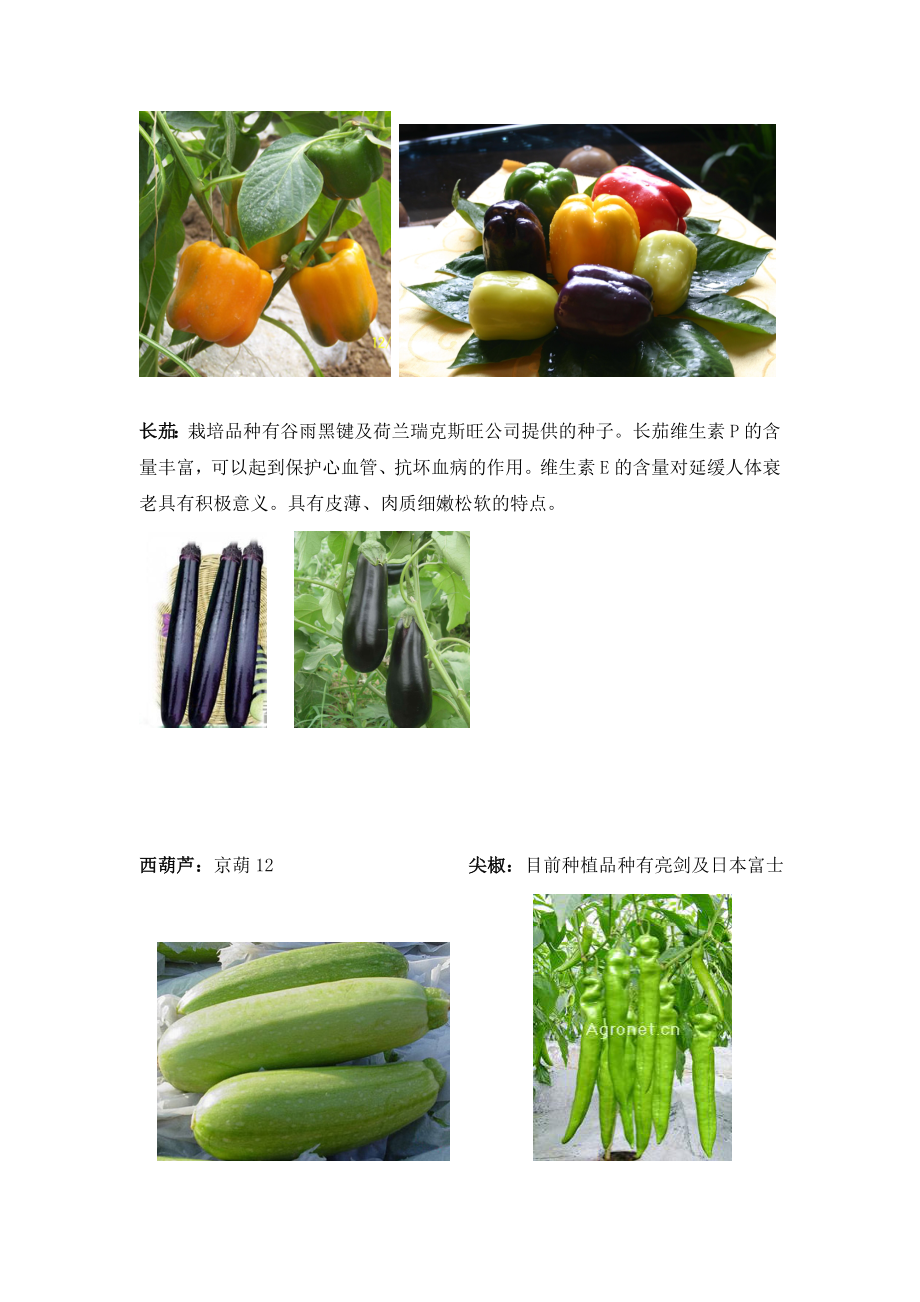 蔬菜水果品种介绍.doc_第3页