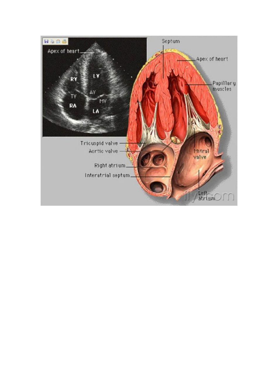 教你学会如何能看心脏彩超.doc_第3页