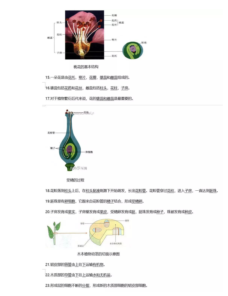 中考必备初中生物识图知识点大全.doc_第3页