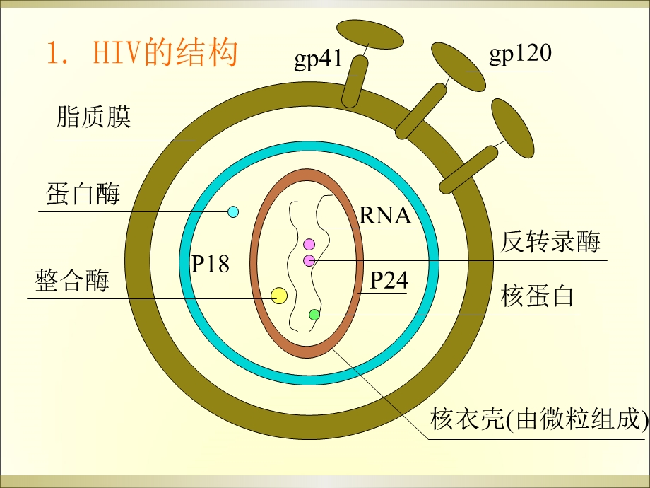 HIV实验室诊断.ppt_第3页