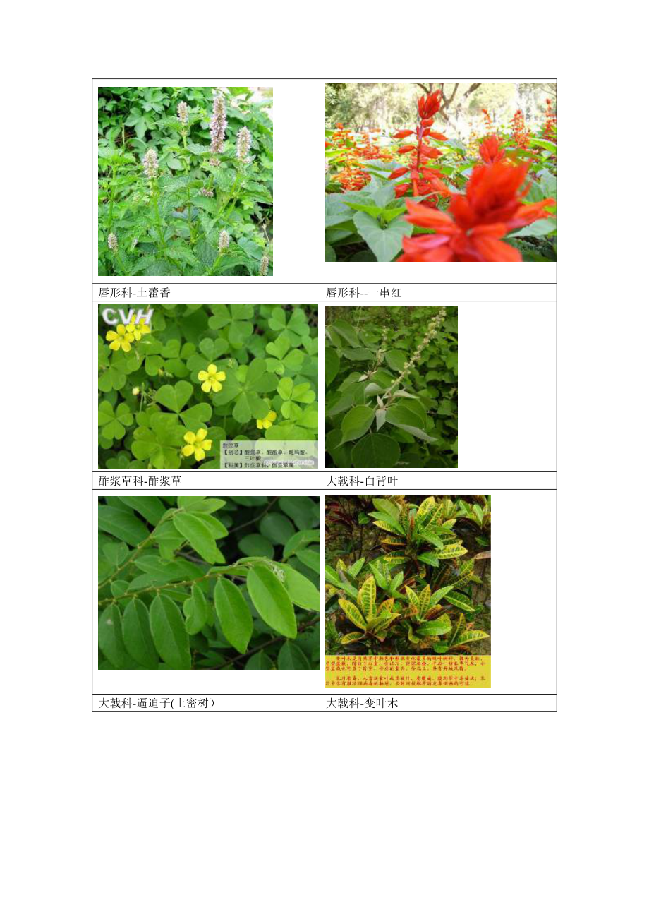 南方常见植物图谱.doc_第2页