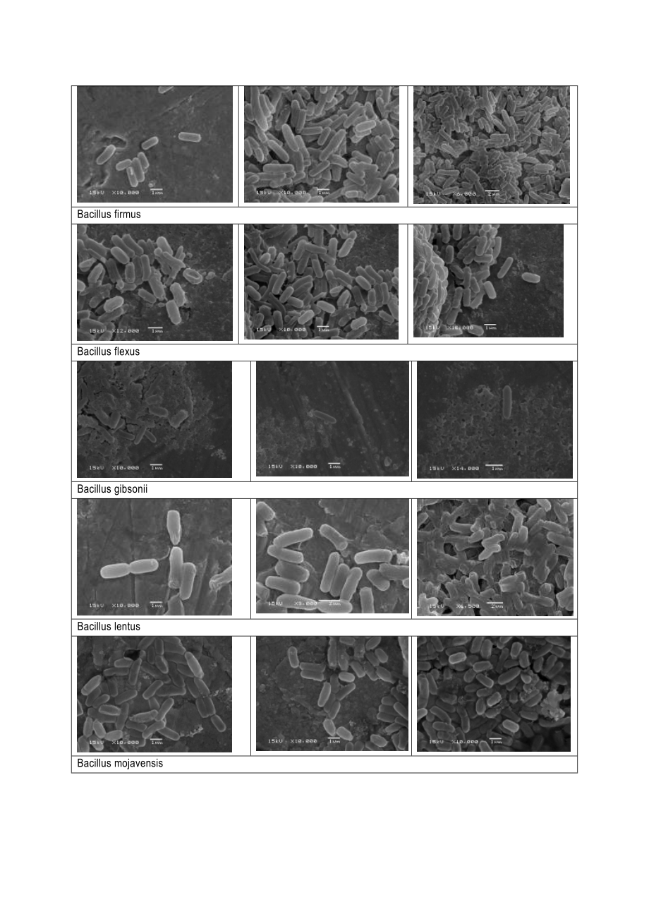 第三章芽孢杆菌生物学特性.doc_第3页