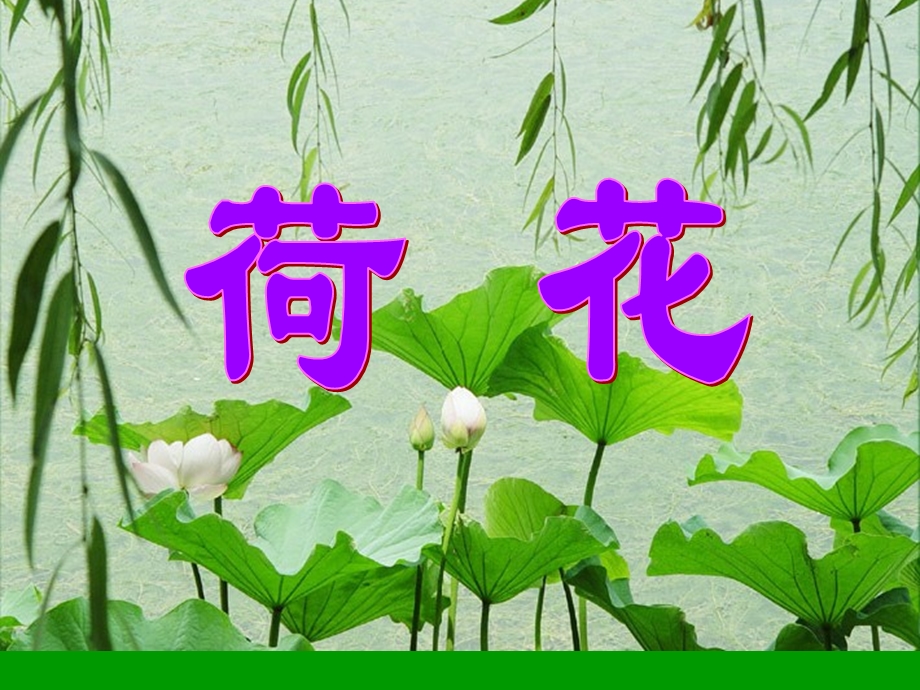 《荷花》PPT之一课件(人教版三年级语文下册课件).ppt_第2页