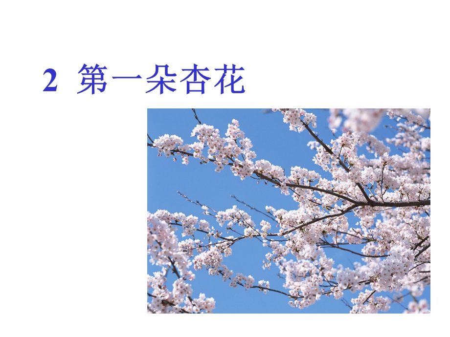 《第一朵杏花》课件_1.ppt_第1页