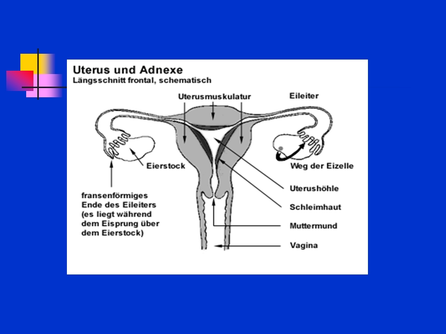 医学课件盆腔炎症Pelvicinflammatorydisease.ppt_第3页