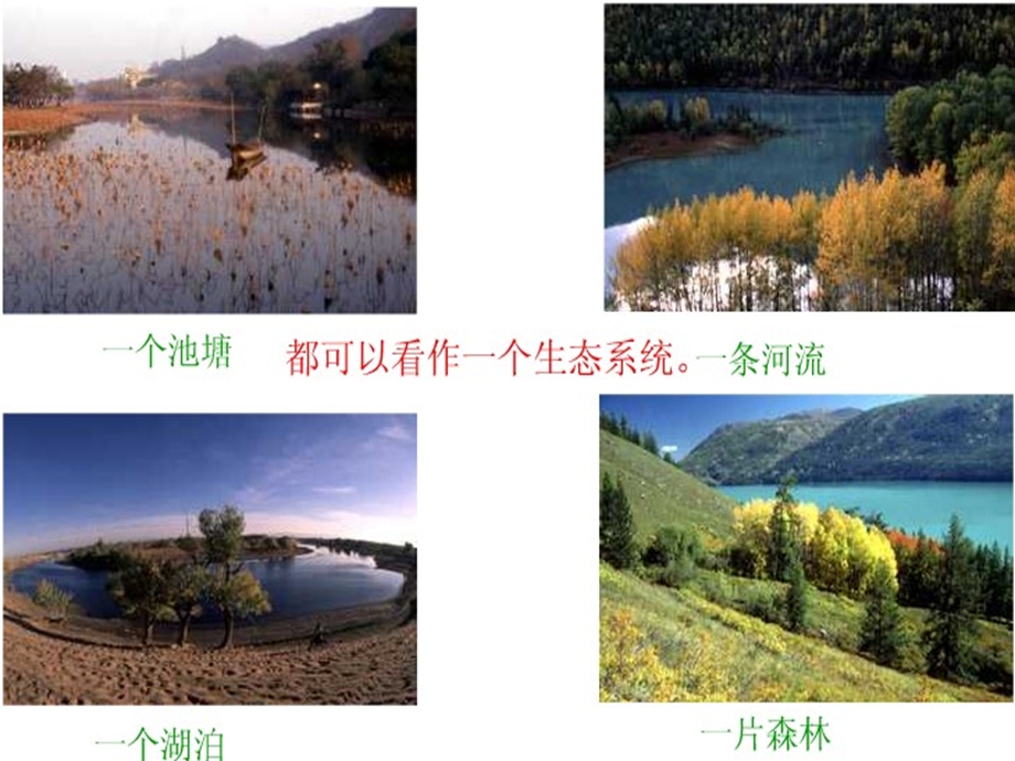 《生物与环境组成生态系统》课件.ppt_第3页