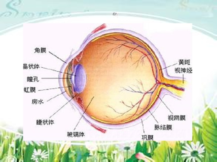 《永生的眼睛》.ppt_第3页