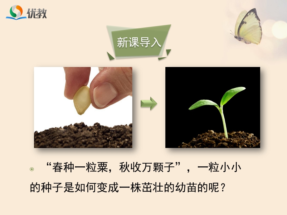 《种子的萌发》第二课时优教课件.ppt_第3页