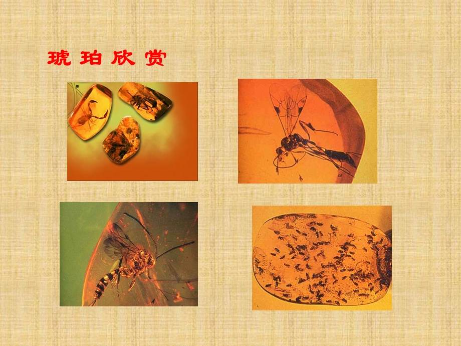 《奇异的琥珀》课件 (3).ppt_第3页