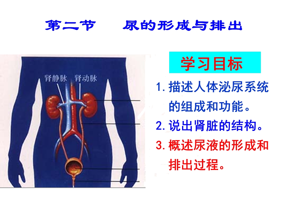 《尿的形成和排出》课件1.ppt_第1页