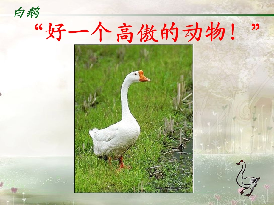 《白鹅》PPT课件 (5).ppt_第2页