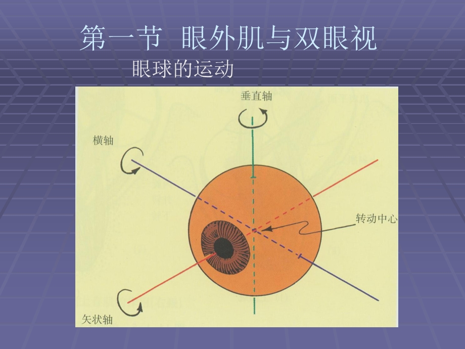 医学课件眼外肌病和弱视.ppt_第2页