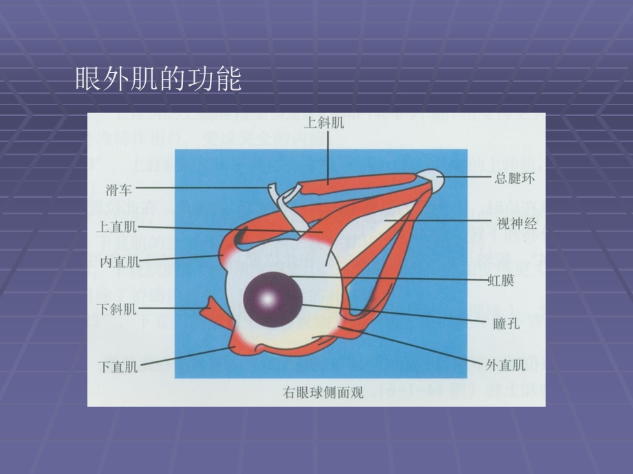 医学课件眼外肌病和弱视.ppt_第3页