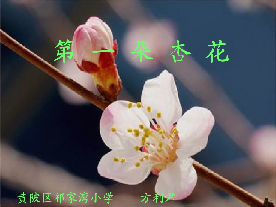 《第一朵杏花》课件.ppt_第1页