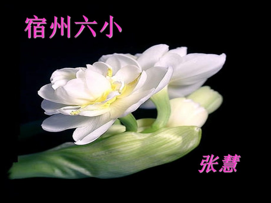 《花钟》课件人教版三年级上册.ppt_第1页