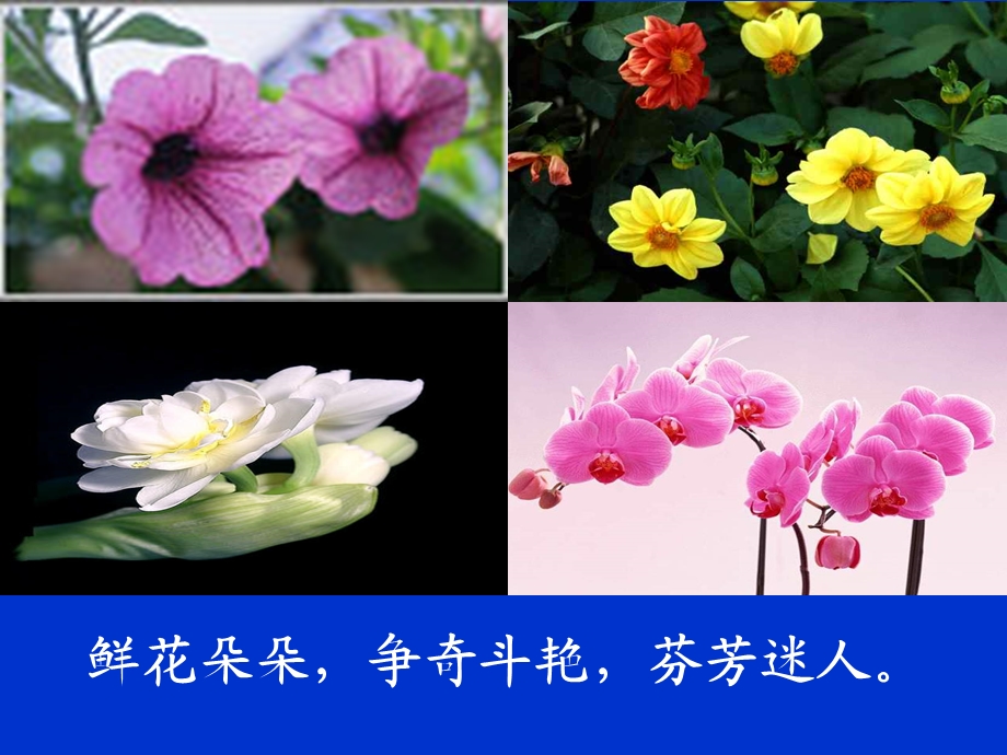 《花钟》课件人教版三年级上册.ppt_第2页