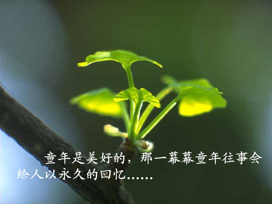 《桂花雨》课件3.ppt_第1页