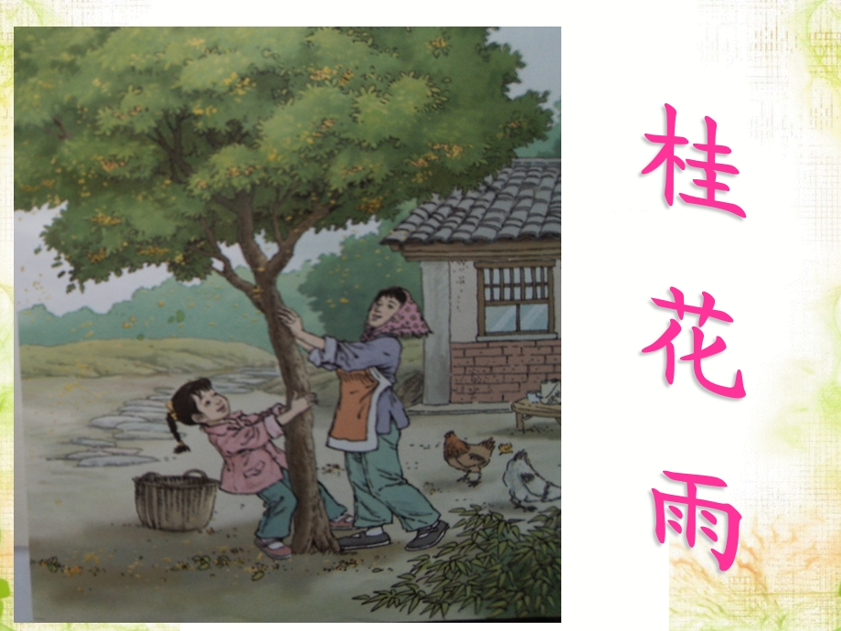 《桂花雨》课件4.ppt_第2页