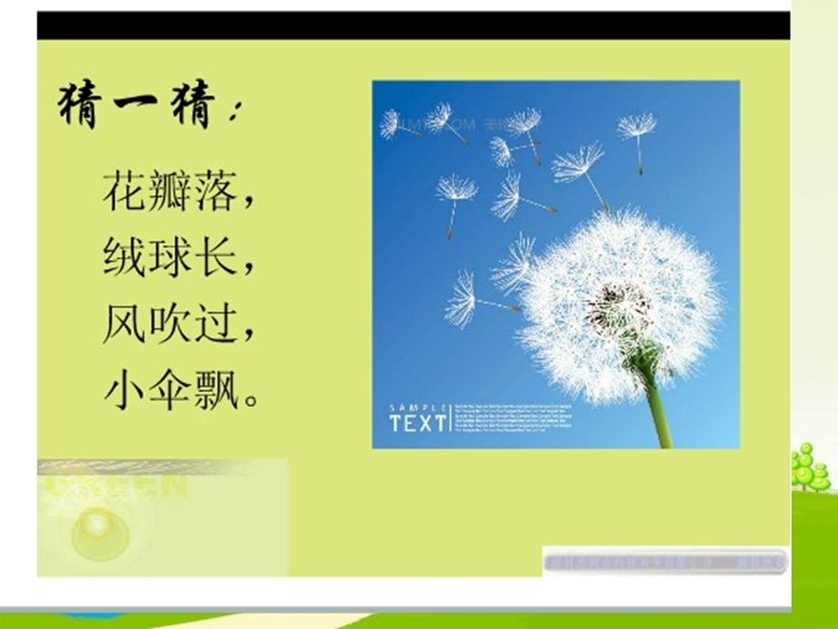 《蒲公英》PPT课件.ppt_第2页