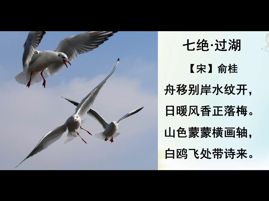 《老人与海鸥》(完美版).ppt_第1页