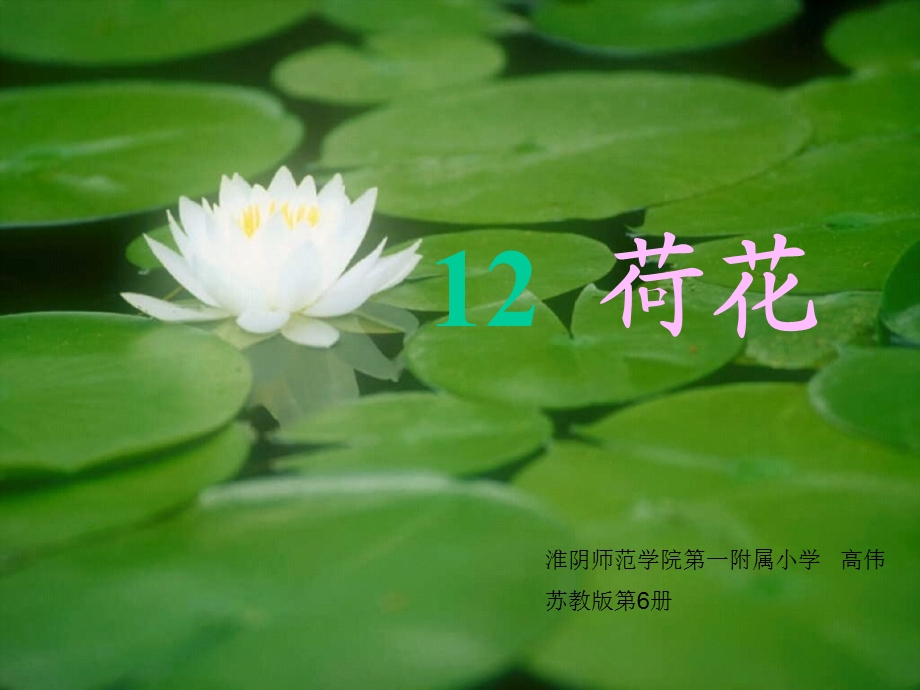 《荷花》我的制作.ppt_第1页