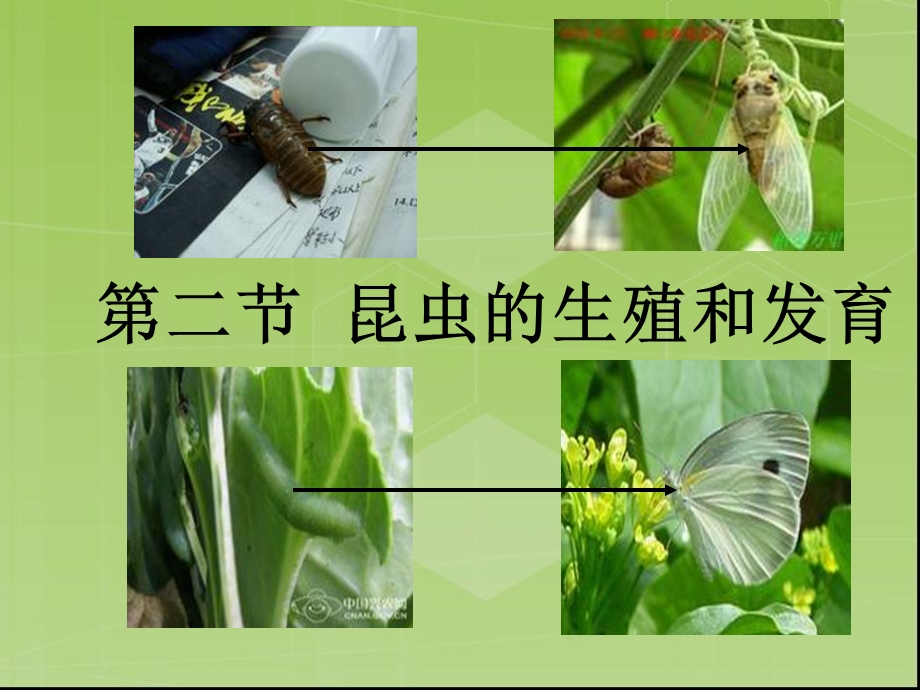 《昆虫的生殖和发育》课件(人教版).ppt_第2页