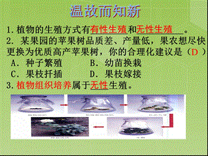 《昆虫的生殖和发育》课件(人教版).ppt