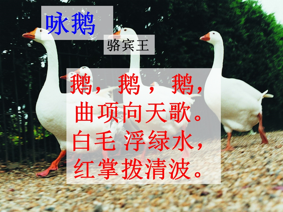 《白鹅》参考课件.ppt_第2页