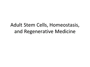 AdultStemCellsHomeostasisandRegenerativeMedicine分子与细胞PPT课件.ppt