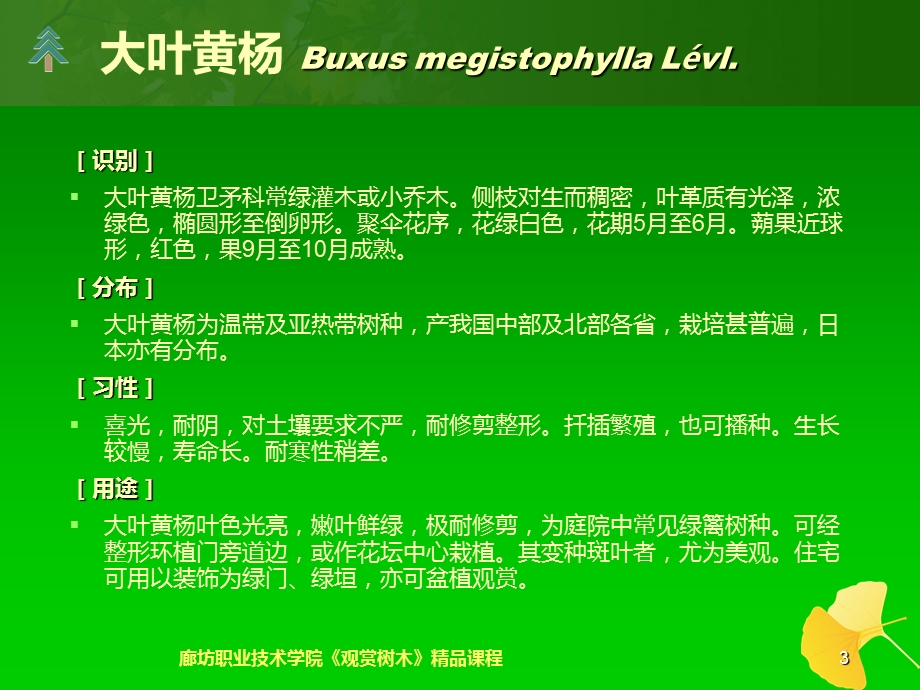 6绿篱色块植物的识别与应用.ppt_第3页