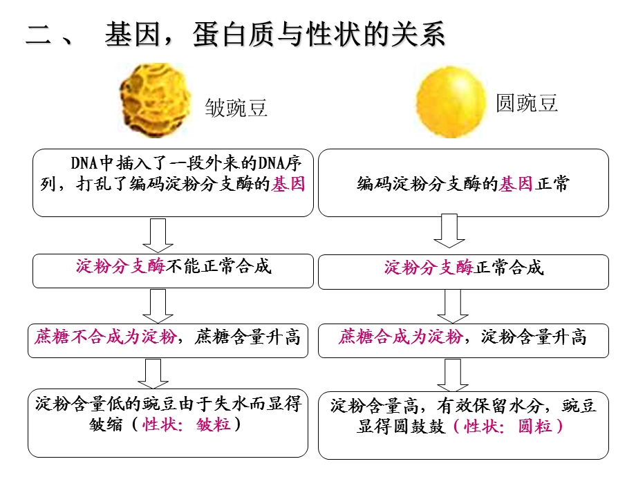 第二节基因对性状的控制精品教育.ppt_第3页