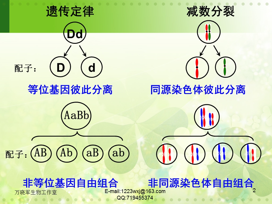 222基因在染色体上.ppt_第2页