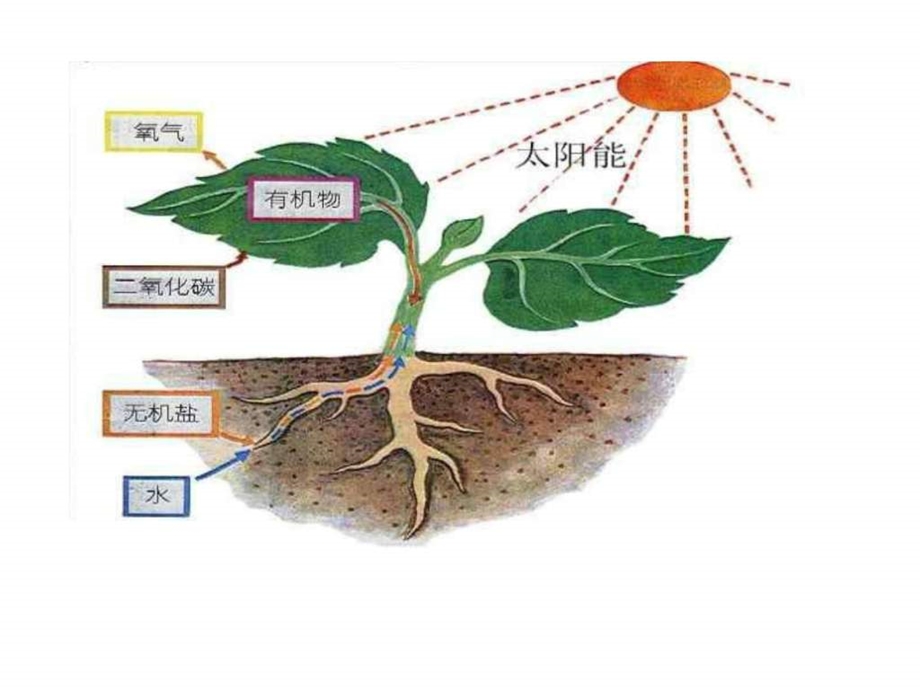 第四章第三节体内物质的运输浙教版图文.ppt.ppt_第2页