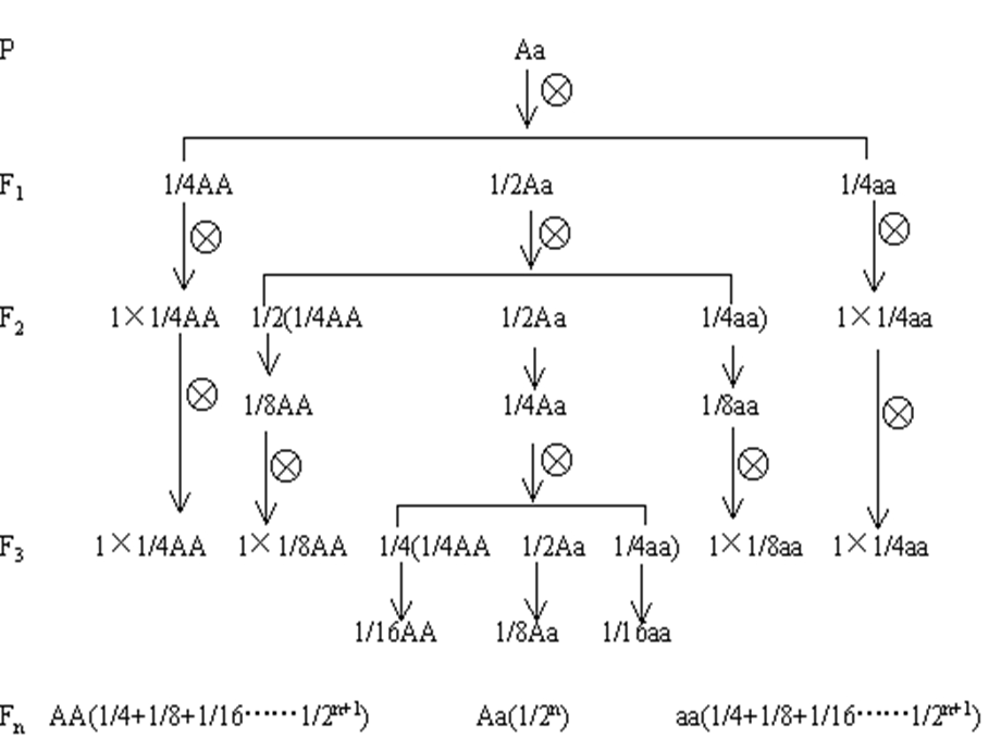 基因的分离定律l3.ppt_第2页