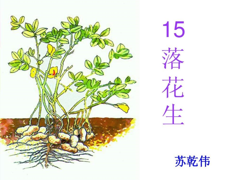 落花生教学课件1.ppt_第1页