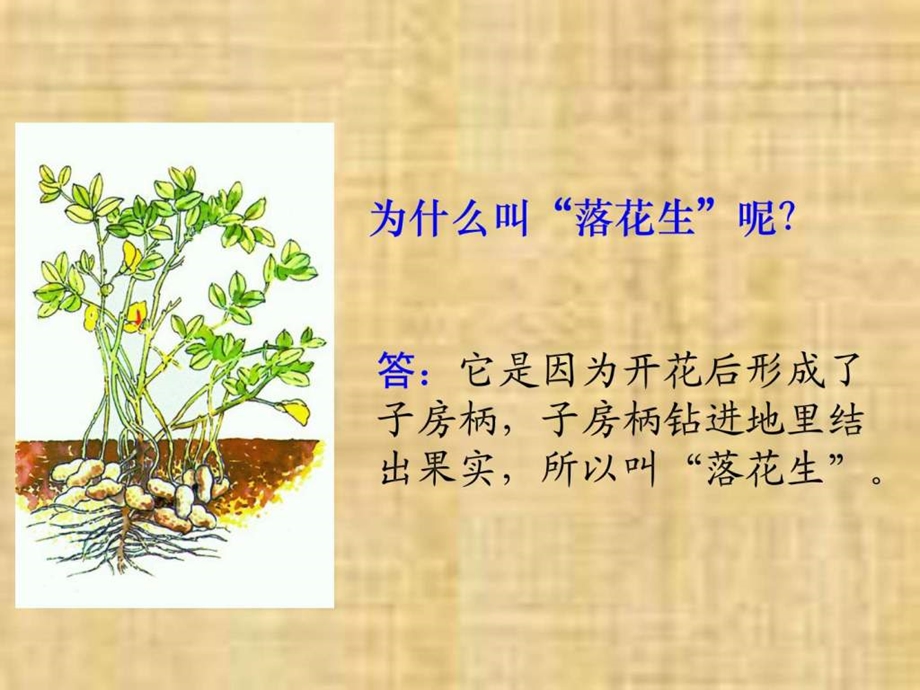 落花生教学课件1.ppt_第2页