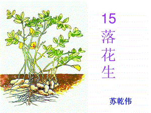 落花生教学课件1.ppt